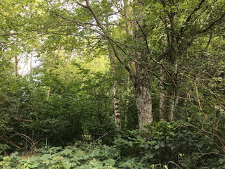 Picture of Point Roberts Parcel Number 415335-062222